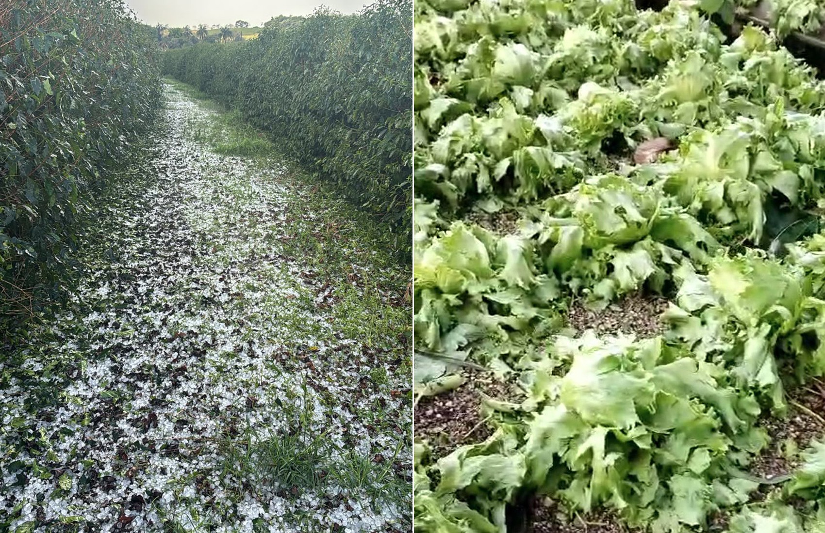Chuva forte e granizo causam prejuízo a produtores rurais em Cajuru, SP; vídeo