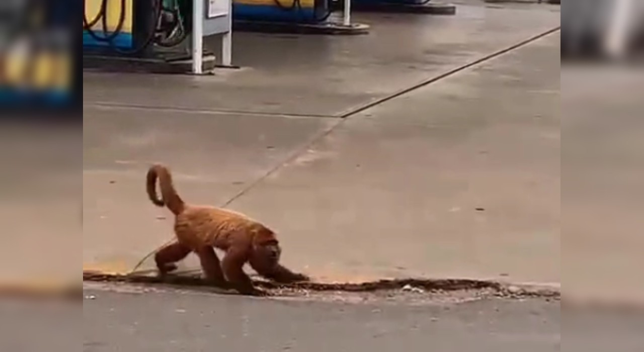 Dono de terreno desmatou sem autorização 18 mil metros quadrados em Taquarituba; vídeo