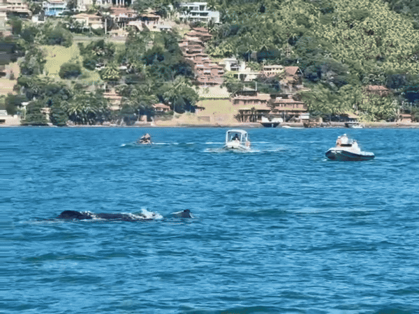 Três baleias são vistas no canal entre São Sebastião e Ilhabela, no litoral de SP