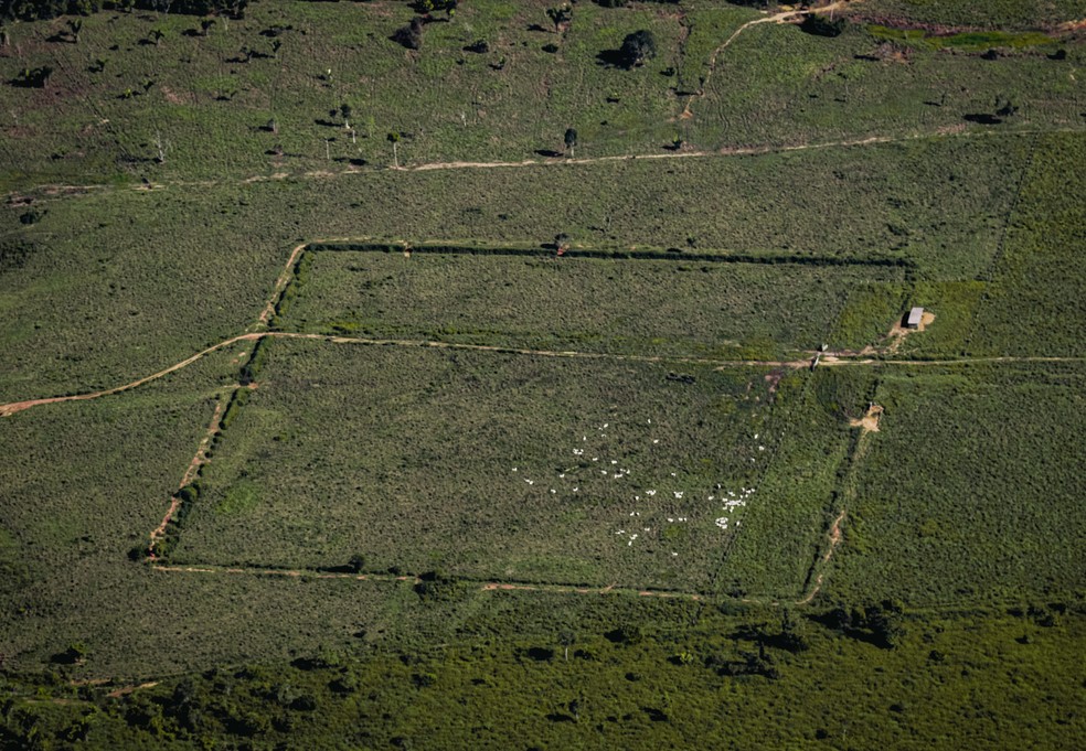 Imagens inéditas de geoglifos no Sul do Amazonas — Foto: Valter Calheiros