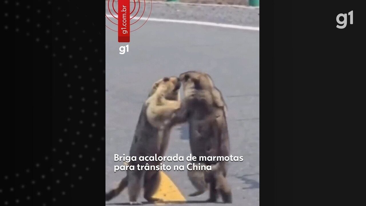 Briga de marmotas em rodovia da China provoca congestionamento; VÍDEO