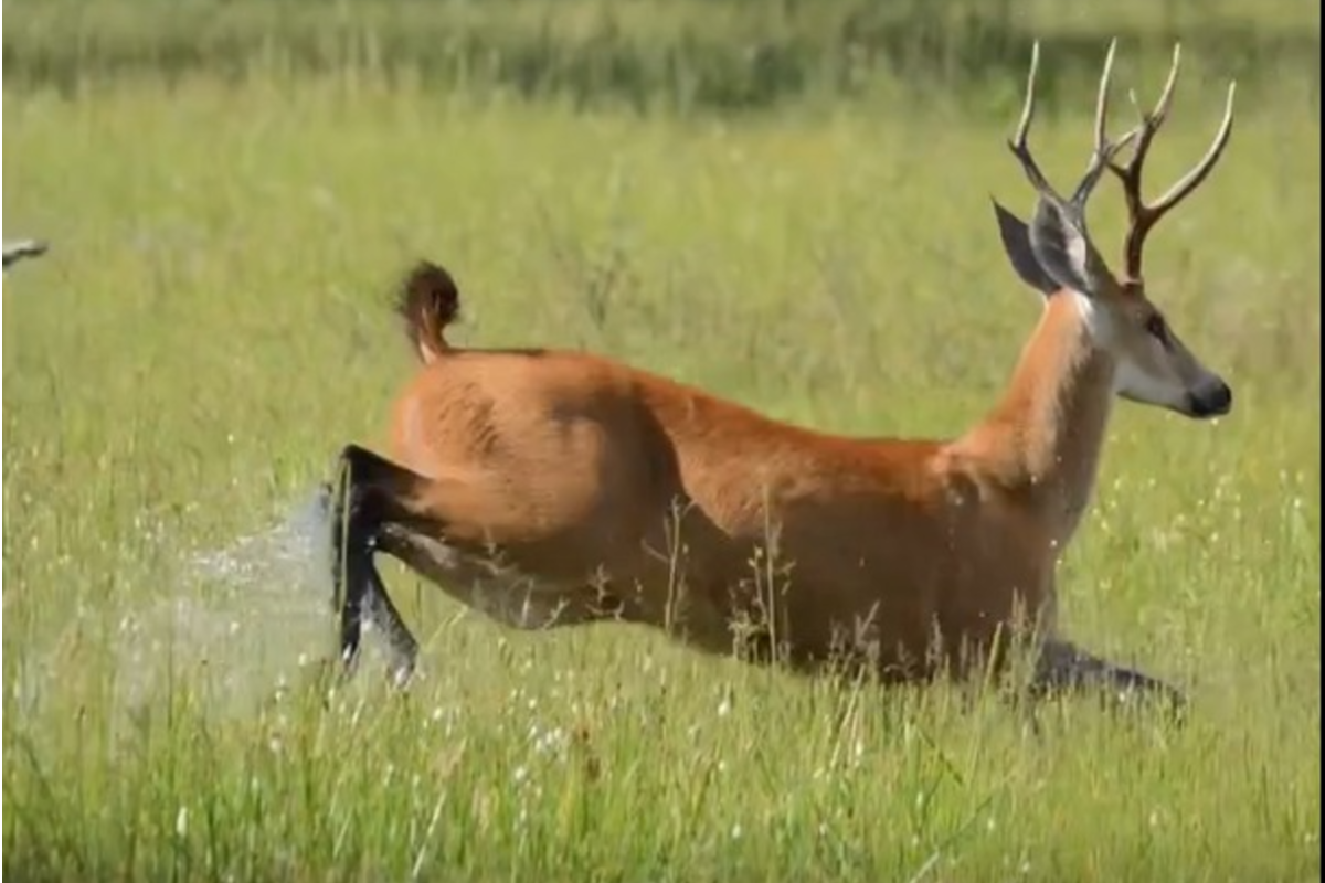Cervo-do-pantanal é flagrado correndo livremente na natureza; veja vídeo