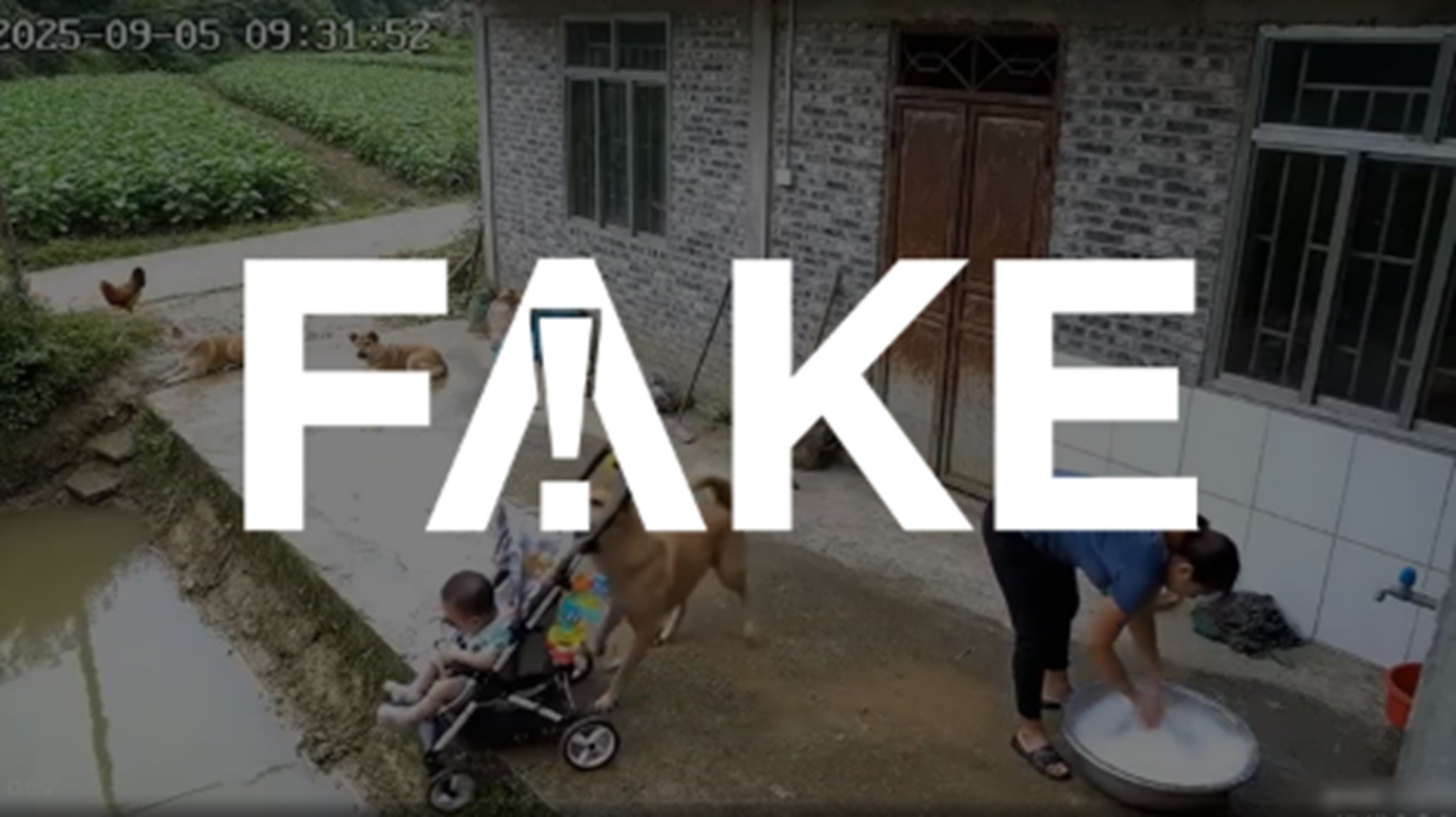 É #FAKE vídeo que mostra cachorro caramelo salvando bebê de cair na água; imagens foram feitas com inteligência artificial