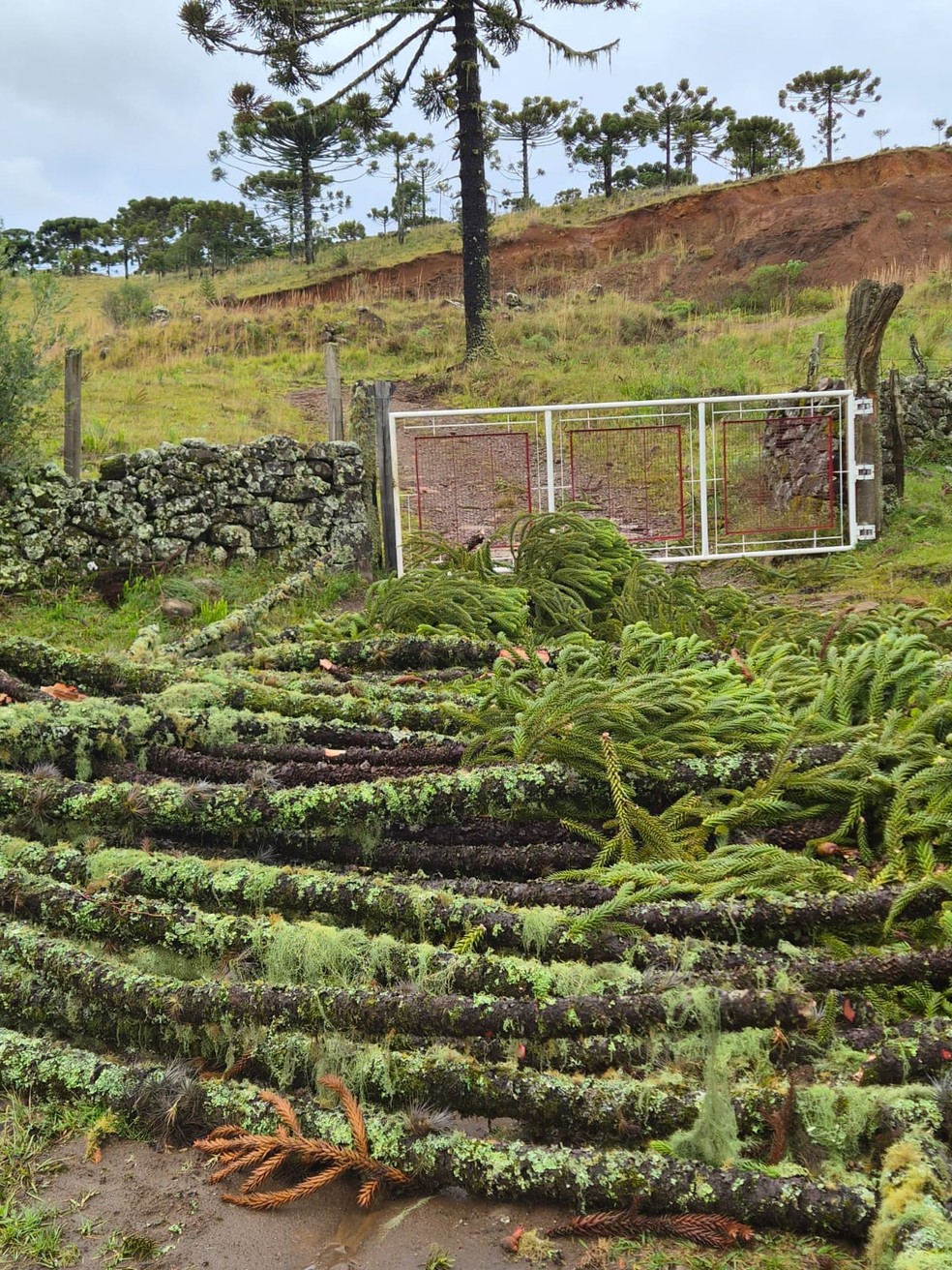 Árvores derrubadas em São Joaquim — Foto: Prefeitura de São Joaquim / Defesa Civil