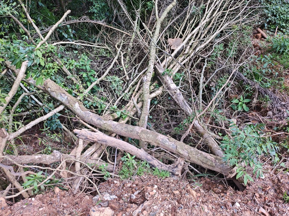 Flagrante foi em Imbituva — Foto: Polícia Militar Ambiental