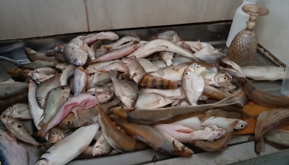 Peixes apreendidos pelo Naturatins — Foto: Naturatins/Governo do Tocantins