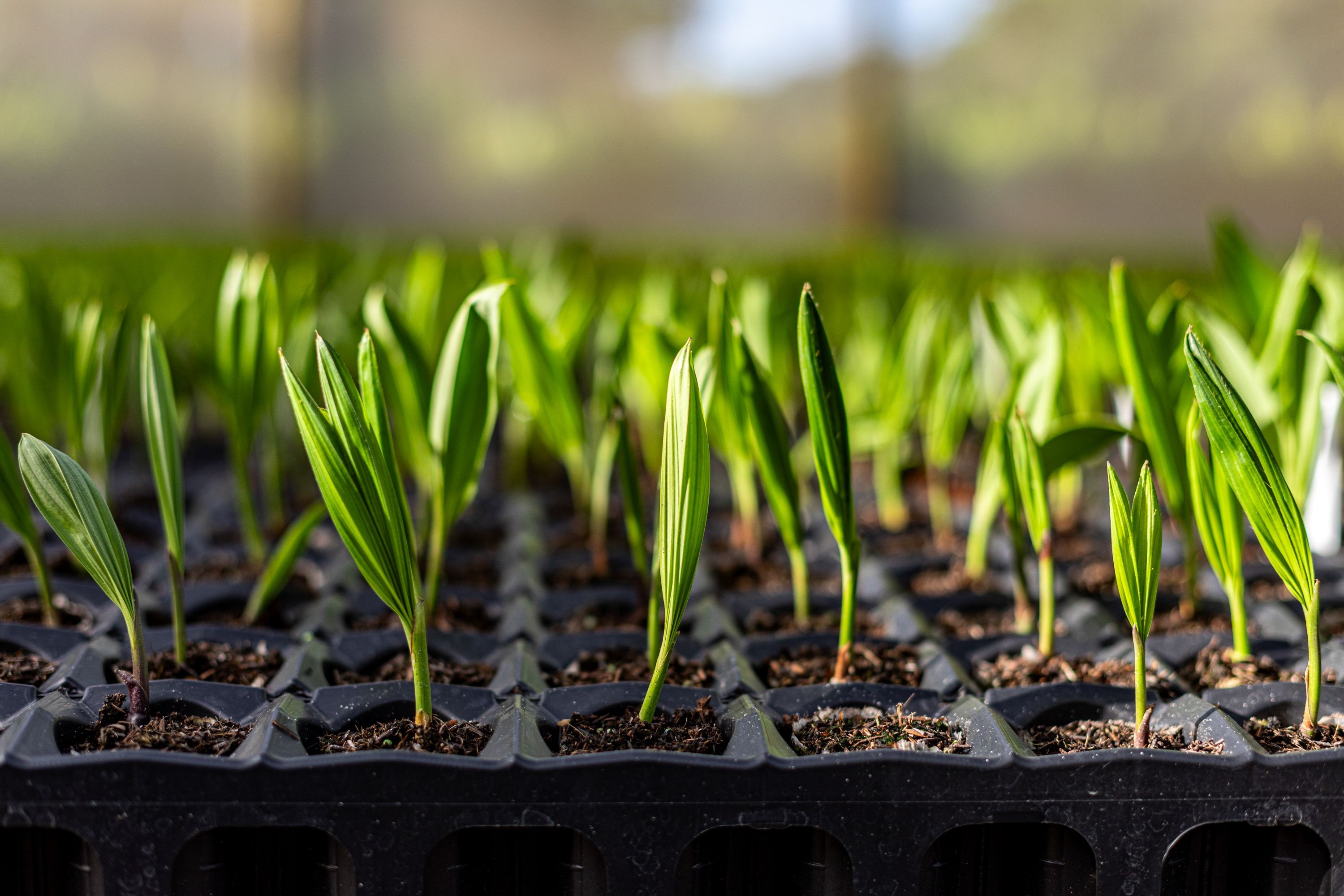 Macaúba: planta nativa brasileira representa inovação, futuro e sustentabilidade na COP30