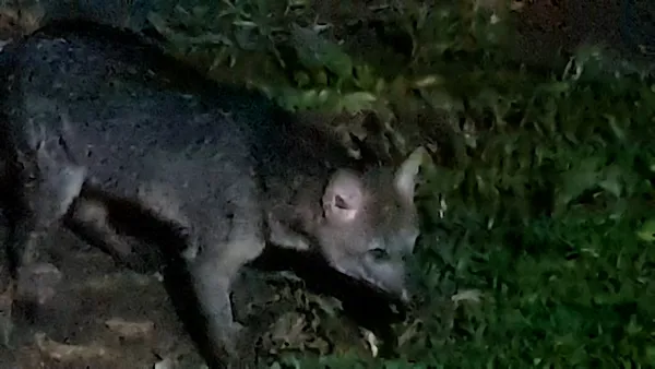 Cachorro do Mato  A primeira – e maior – equipe de Enduro do Brasil.