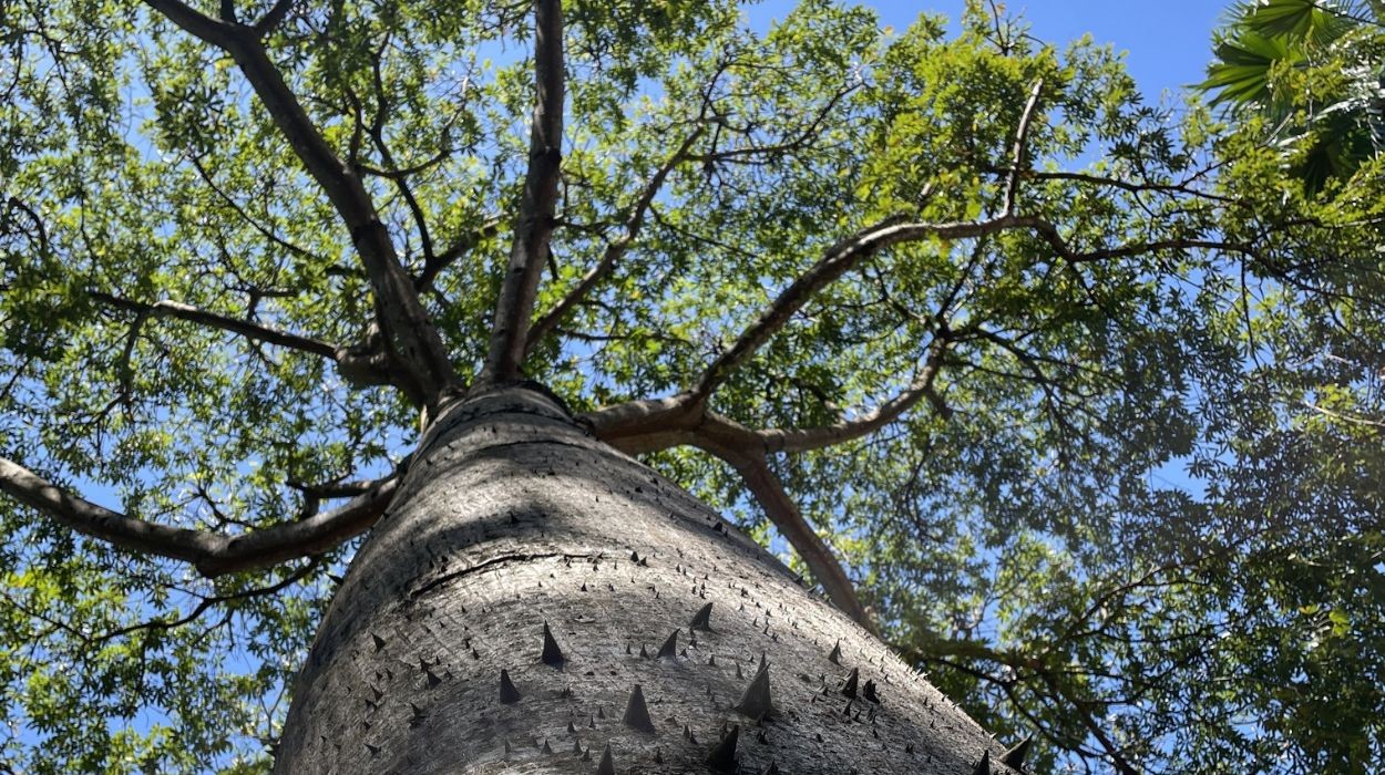 Do Amazonian trees do 'do math'? See how they can change their strategy to survive