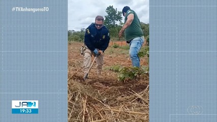 Família de tatus é resgatada em rodovia pelo Naturatins