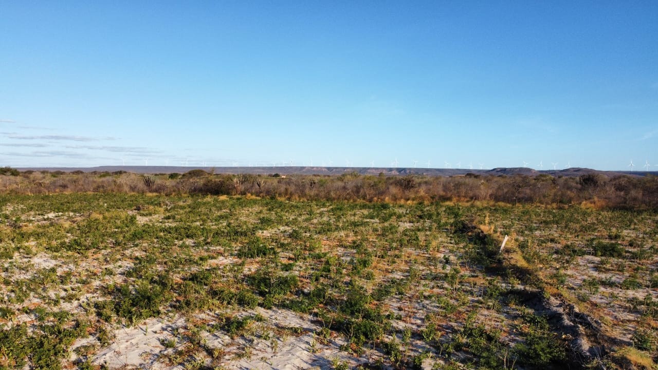 Chapada do Araripe deve perder o equilíbrio ambiental com o aumento do desmatamento, dizem especialistas