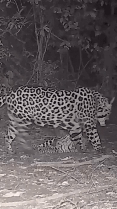 Câmera nas Cataratas do Iguaçu flagra onça-pintada filhote 'fazendo dengo' para chamar a atenção da mãe, que entra na brincadeira