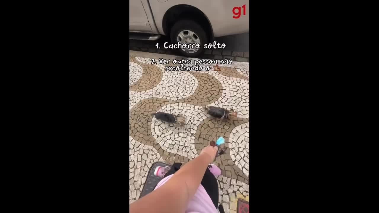 Viagens com pets: casal do litoral de SP compartilha dicas para uma vida mais 'próxima' dos animais; VÍDEO
