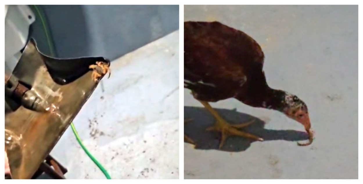 Morte de menino picado por escorpião aumenta preocupação de moradores no interior de SP