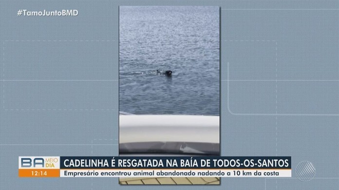 Cavalo com patas quebradas e marcas de maus-tratos é resgatado no norte da  Bahia: 'Sede de viver gigante', diz veterinária, Bahia