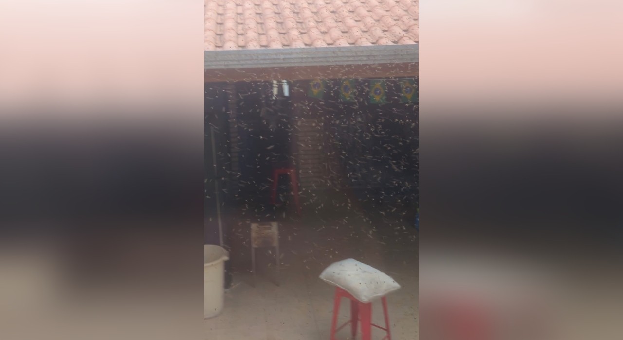VÍDEO: enxame de abelhas 'encurrala' moradora e cadela dentro de casa em Sorocaba