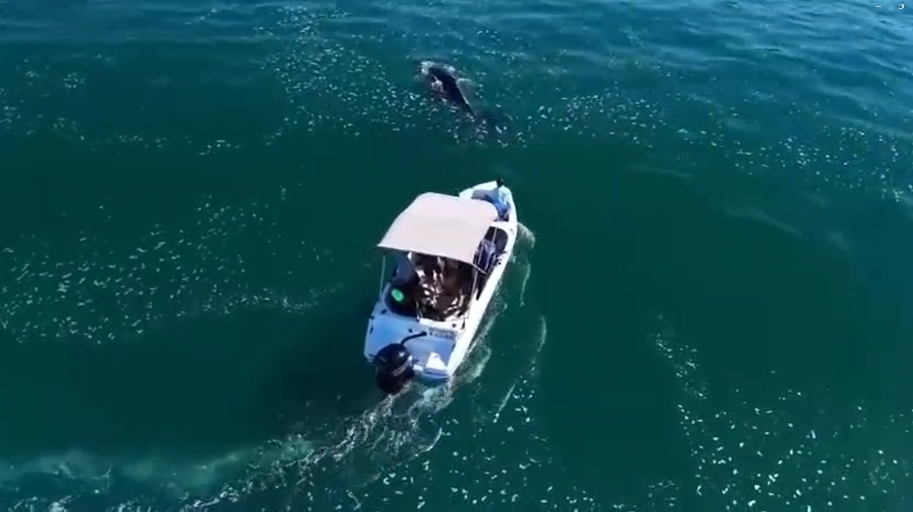 Crime ambiental: VÍDEO mostra barco de turismo perseguindo baleia no litoral de SP; Ibama autuou grupo