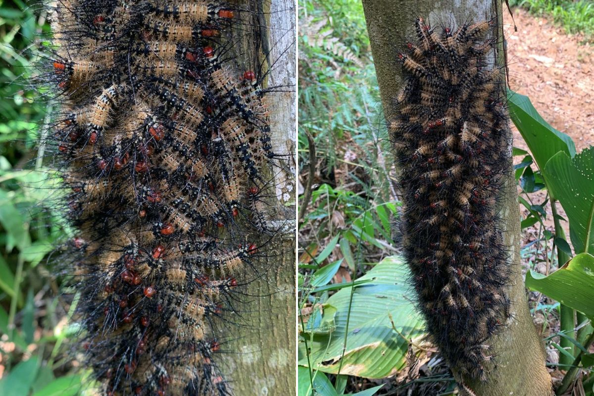 Você Não Tá Convidada pro Meu Bat Mitzvá!