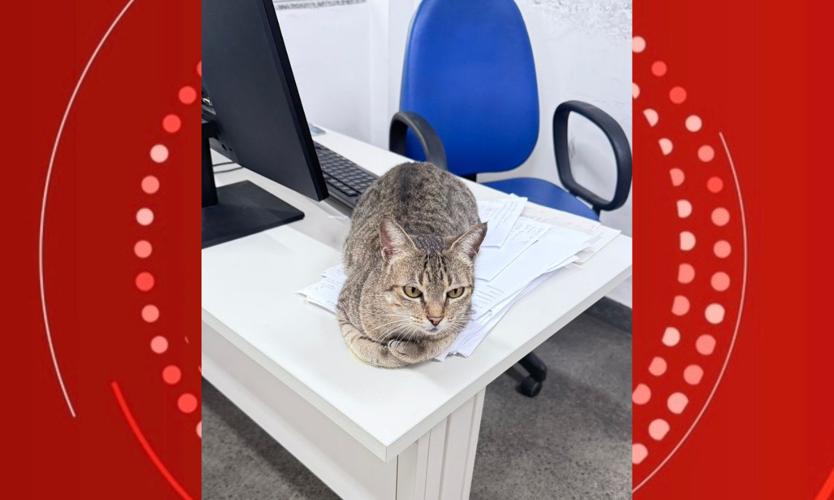 Gata vira mascote de delegacia em Feira de Santana e conquista policiais com história de superação