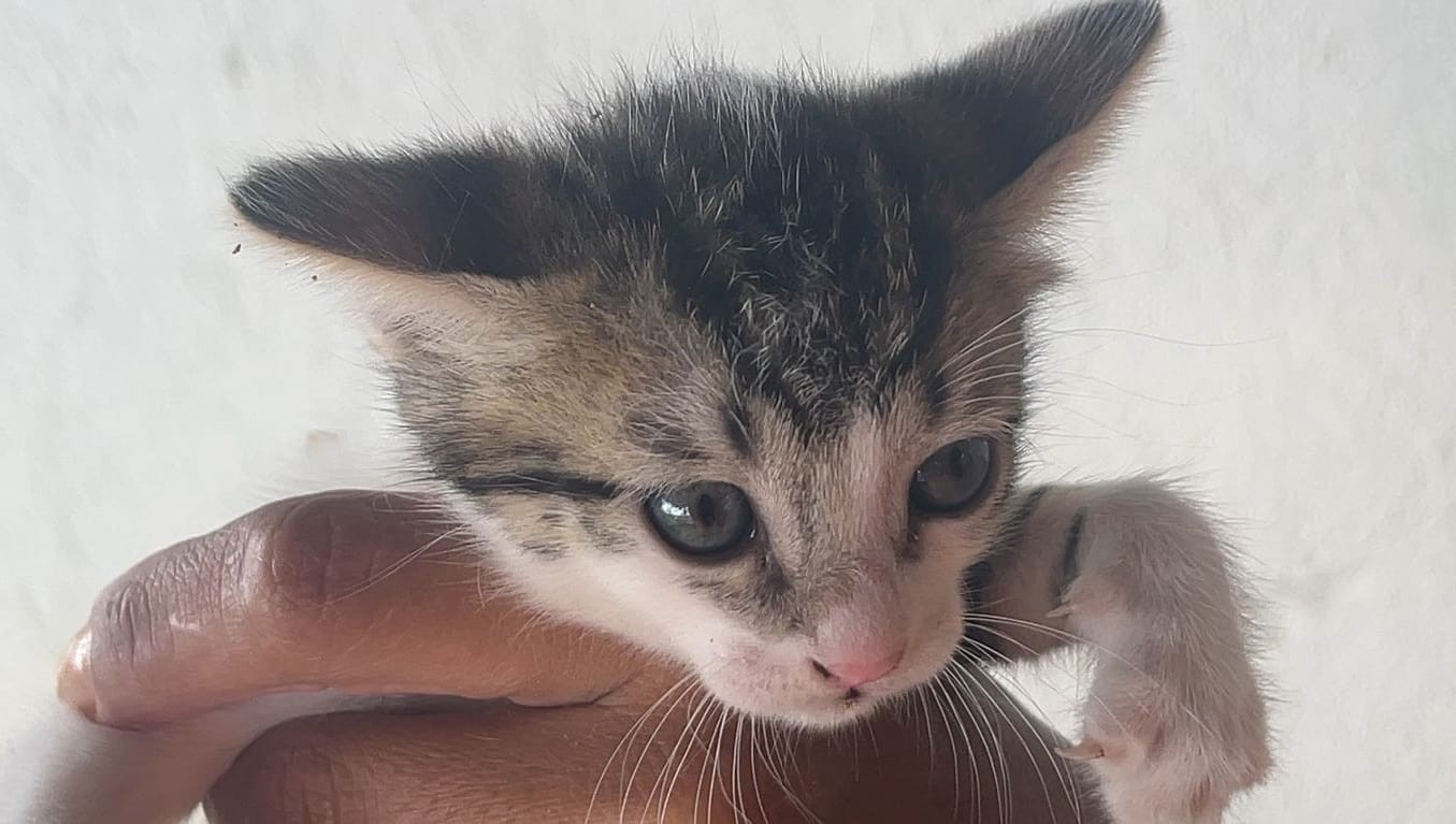 Gatinho é resgatado por Bombeiros após cair em vão em Formiga