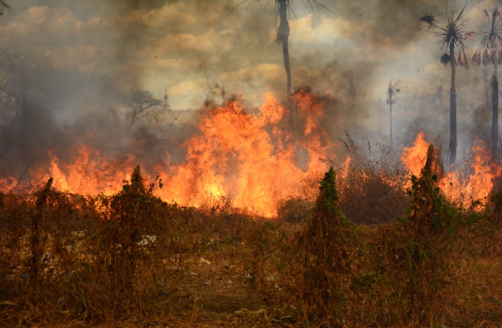 Ceará tem áreas sem chuva há 150 dias e propensas a incêndios — Foto: Mateus Ferreira/Sistema Verdes Mares