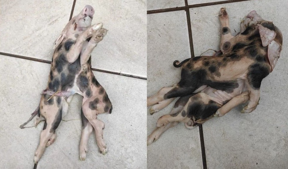 Animal nasceu em Iraceminha e será estudado por professores e alunos da Unoesc — Foto: Pedro Engel, Rádio Alternativa, Cedido