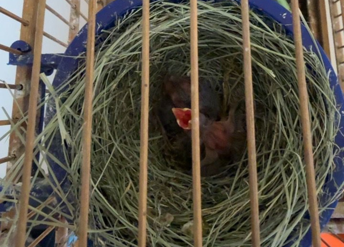 Quase 50 aves resgatadas e R$ 66 mil de multa: Operação contra o tráfico de animais silvestres cumpre mandados em Juiz de Fora e outras 6 cidades