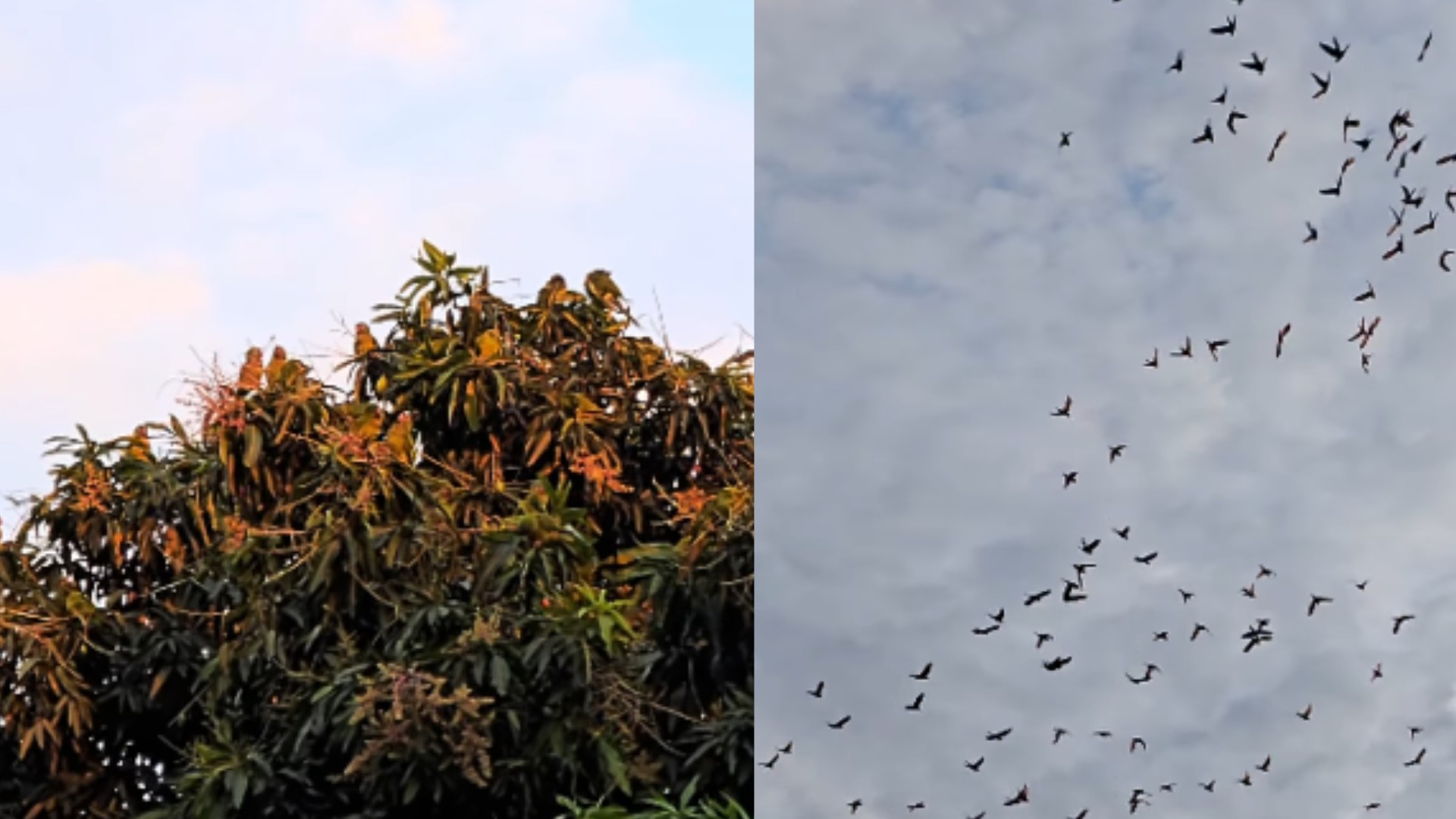 Balé da Natureza: revoada de centenas de periquitos no céu de Corumbá encanta moradores