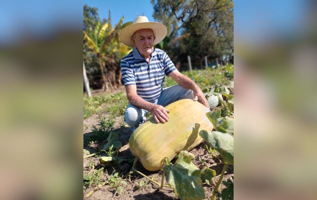 VÍDEO: abóbora 'gigante' com mais de 40 quilos surpreende agricultor no interior de SP