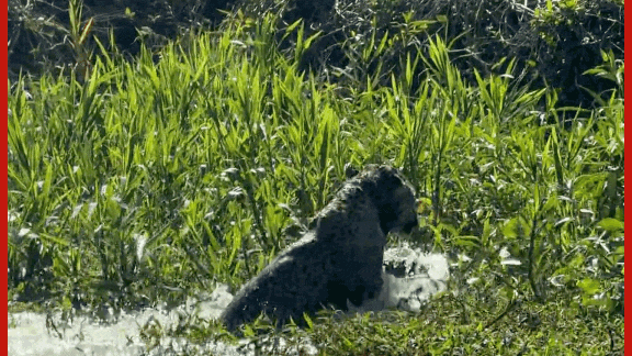 VÍDEO: ariranhas colocam onça-pintada 'para correr' em disputa por território no Pantanal de MT