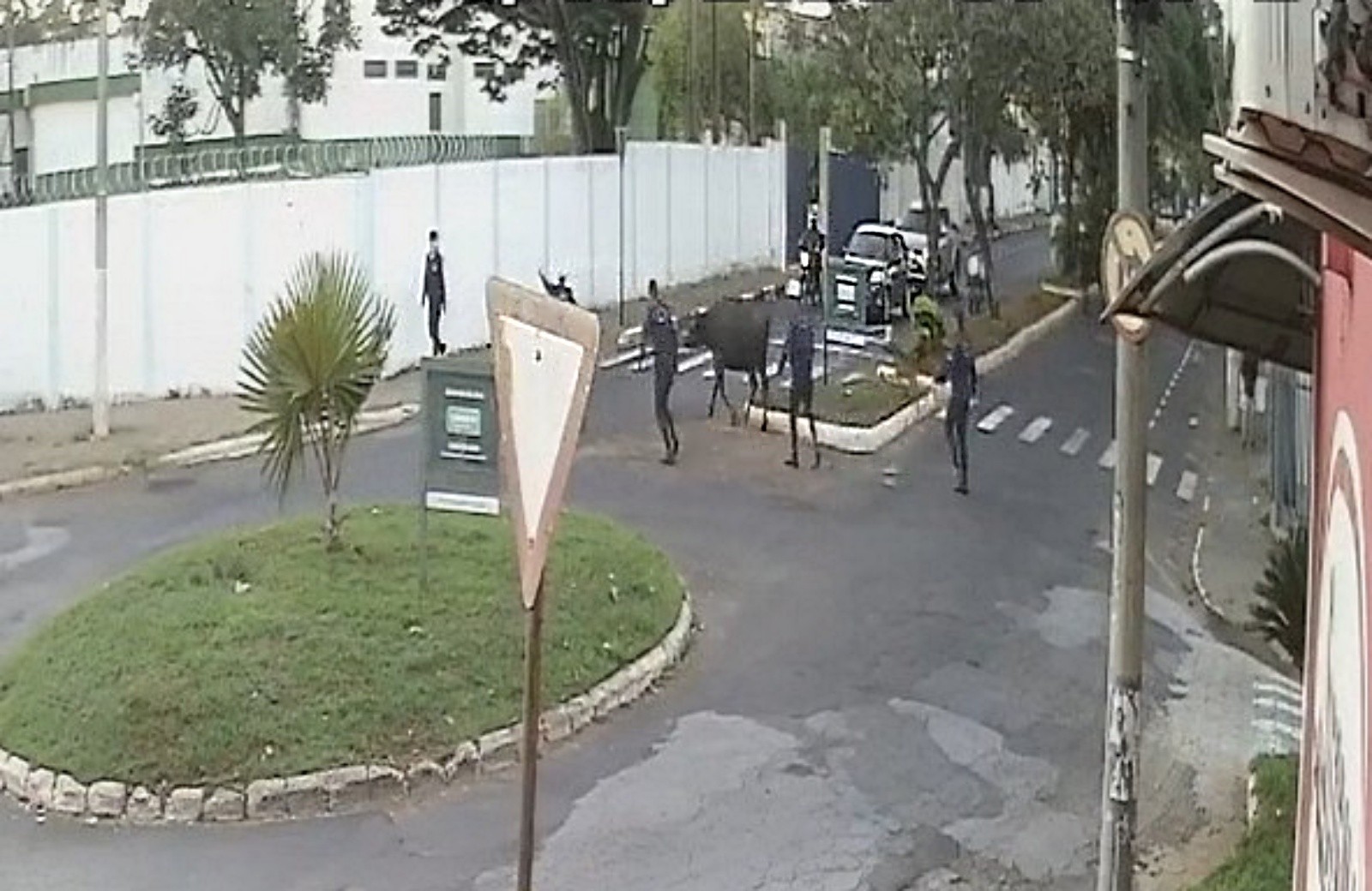 VÍDEO: GCM para trânsito para capturar búfalo solto no Centro de Passos 