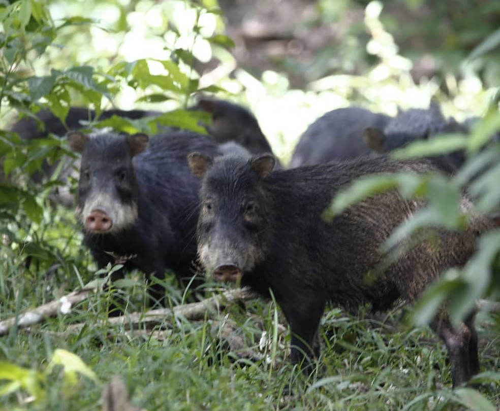 O queixada ( Tayassu pecari ) é uma espécie encontrada na América Central e do Sul e o único membro do gênero Tayassu. — Foto: Projeto Hapia/Carlos Tuyama