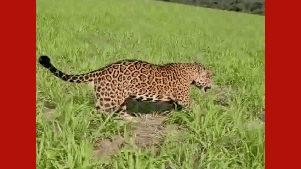 Fazendeiro é ‘escoltado’ por onça-pintada em lavoura de MT; veja vídeo