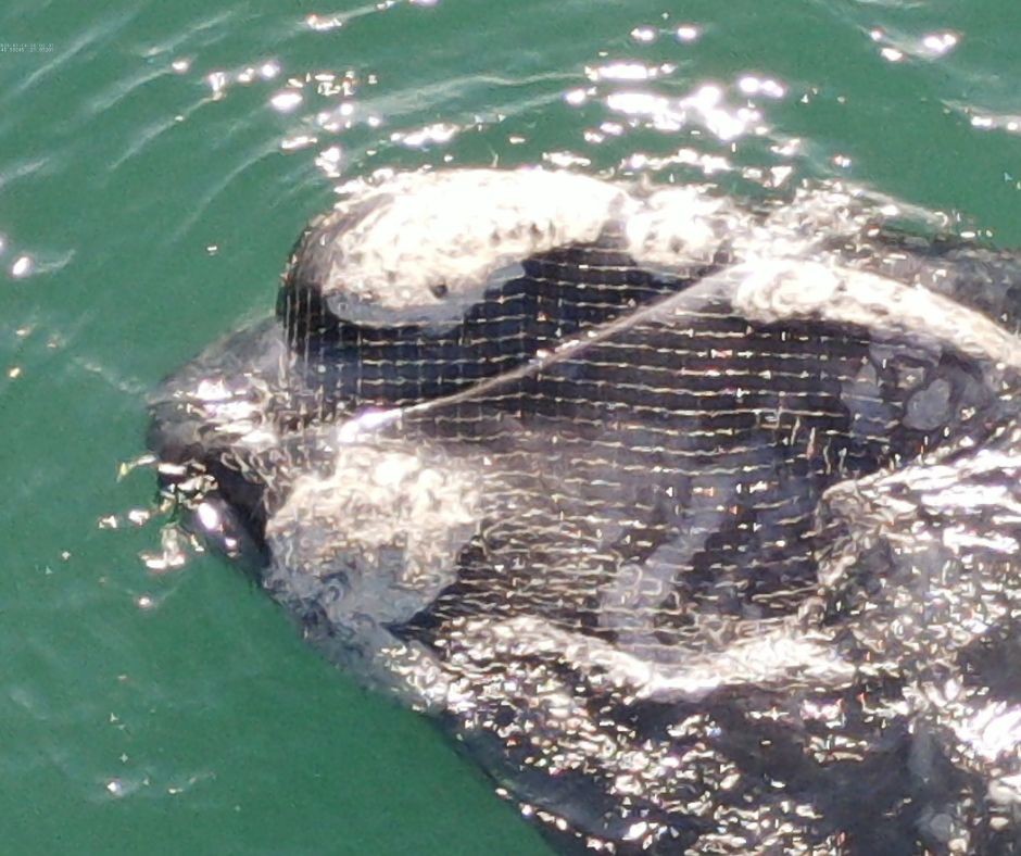 Baleia presa em rede de pesca mobiliza resgate em praia na Grande Florianópolis; VÍDEO