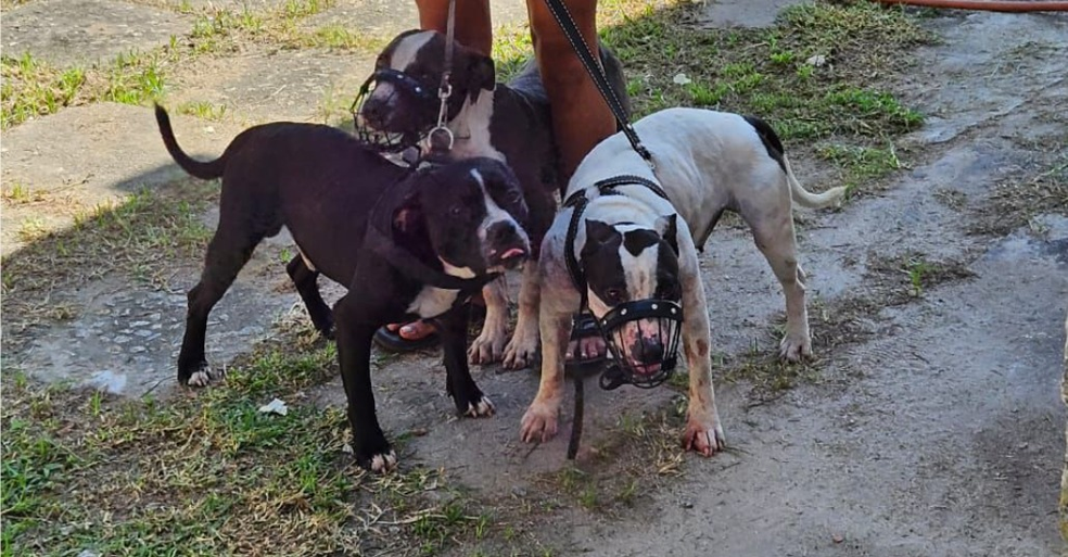 Cachorros pitbulls que atacaram escritora em Saquarema — Foto: Reprodução