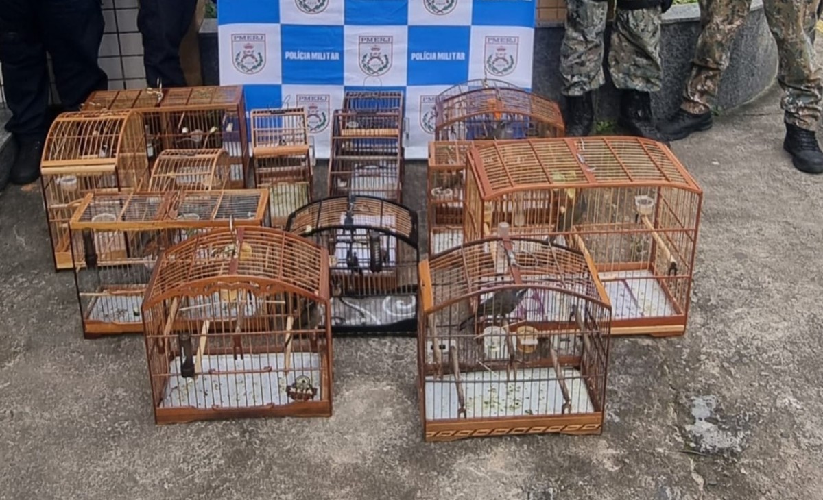 14 aves silvestres são apreendidas após denúncia sobre criadores de pássaros em Miguel Pereira