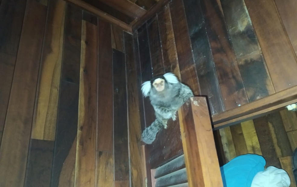 Mulher foi detida com macaco em cativeiro em Botucatu — Foto: Guarda Civil Metropolitana/Divulgação