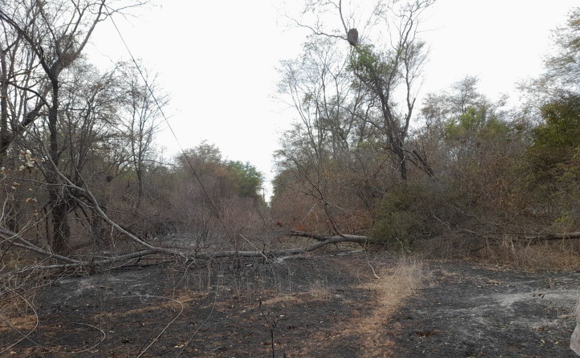 Defesa Civil deve emitir sinal de alerta de prevenção a incêndios florestais para a população no Piauí 