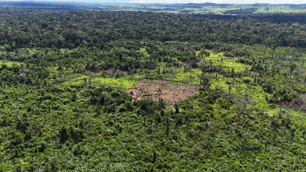 Clareira desmatada dentro da Terra Indígena Karipuna — Foto: Povo Karipuna