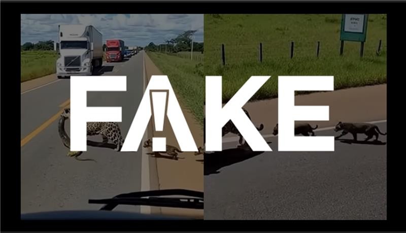 É #FAKE vídeo de onça-pintada com sucuri na boca parando trânsito em rodovia de Mato Grosso