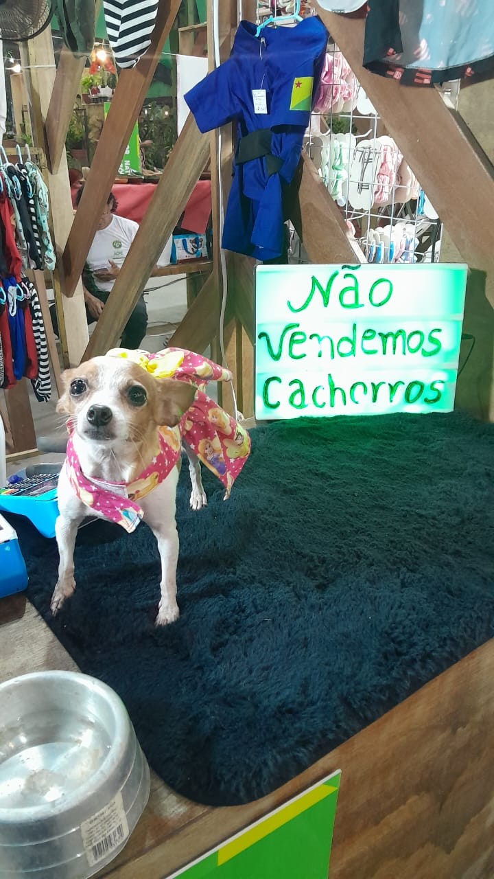 Usando os próprios pets como modelos, tutores faturam até R$ 7 mil com roupas para cachorro na Expoacre 2024