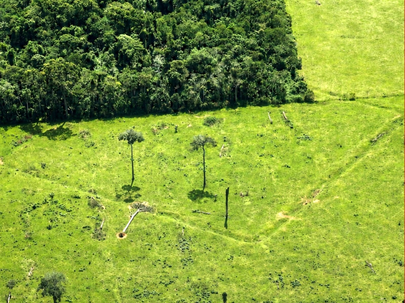 Com sobrevoos no Acre, cientistas encontram quase 400 novos geoglifos na Amazônia