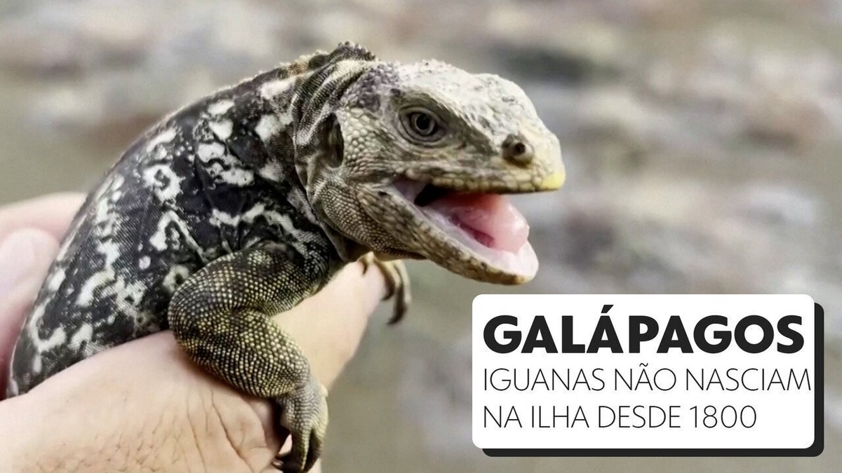 Como foi filmada a perseguição do ano: serpentes versus iguana bebé –  Observador