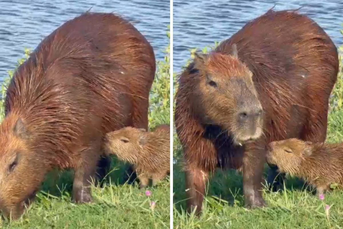 A cena de uma capivarinha mamando enquanto a mãe pasta no Pantanal; VÍDEO