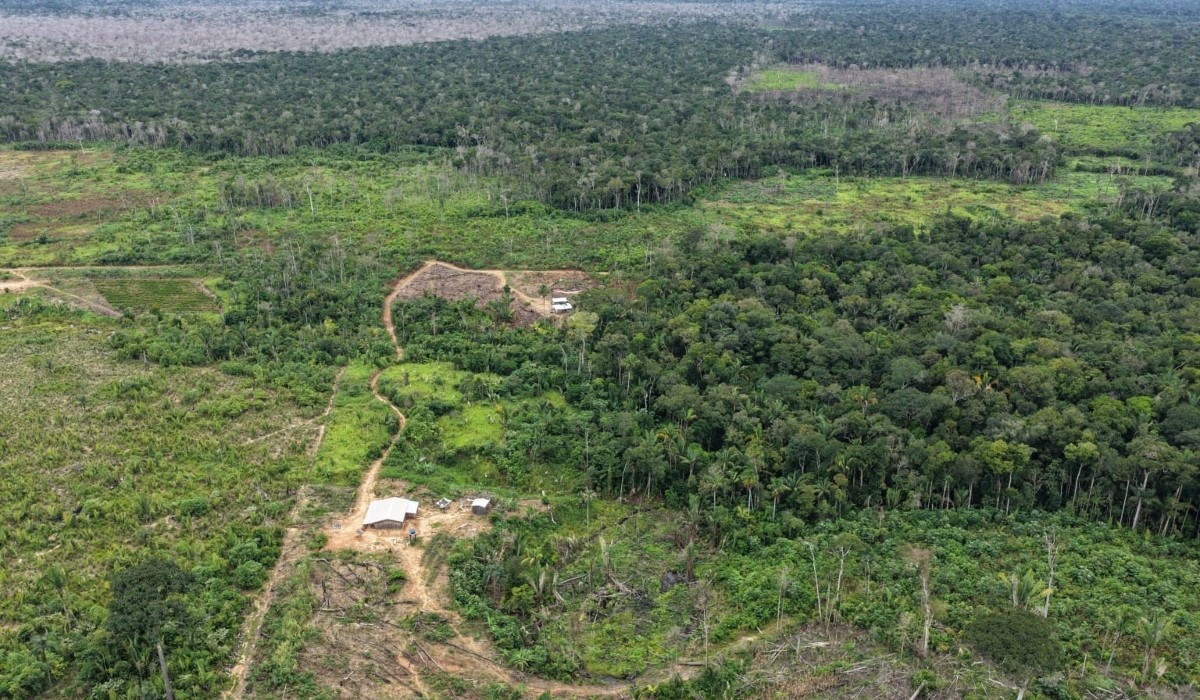 Operação Tamoiotatá aplica R$ 1,7 milhão em multas por desmatamento ilegal na BR-230 no Amazonas