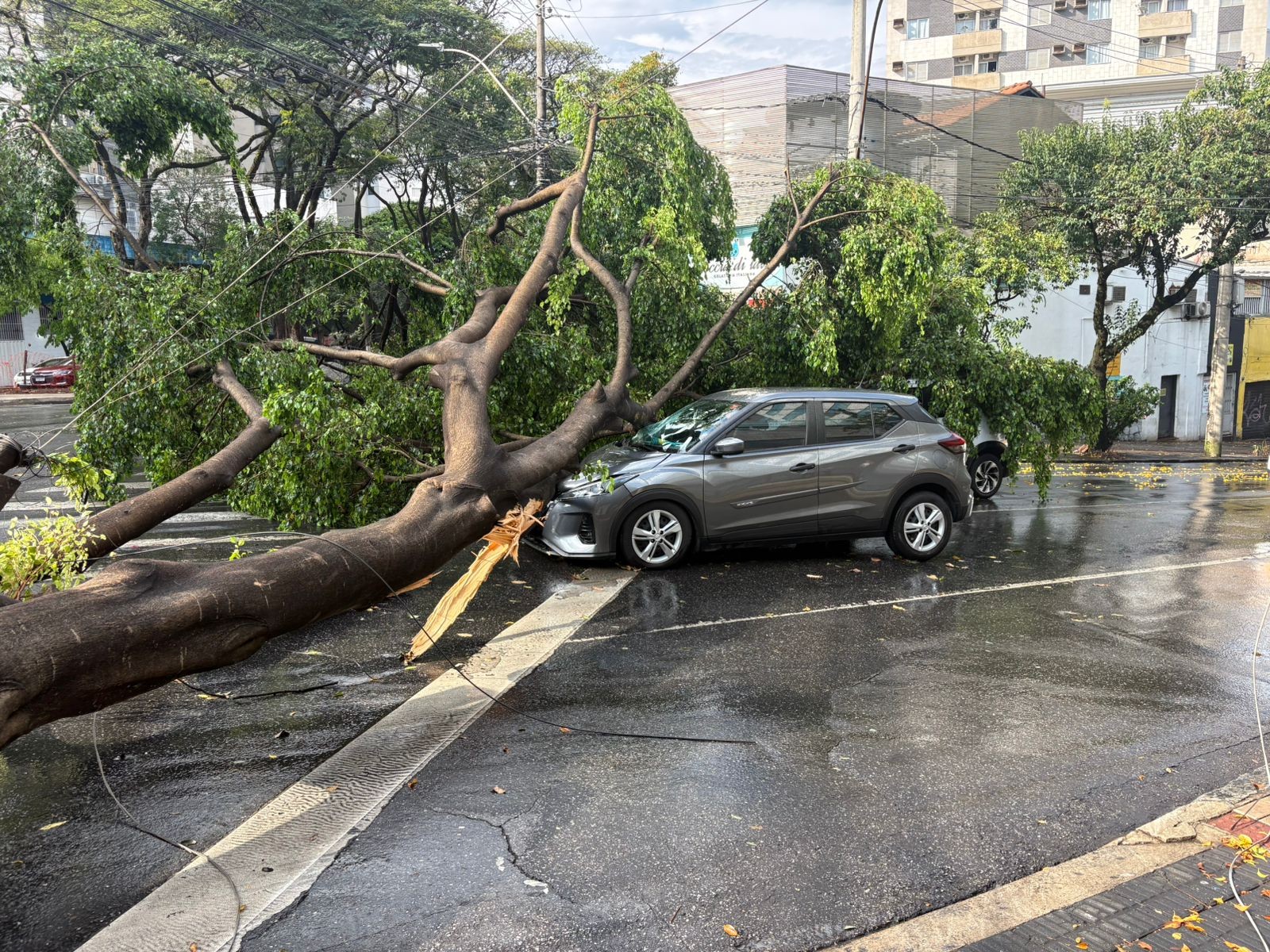 Quedas de árvores sobre carros e fiação elétrica são registradas em BH após chuva intensa