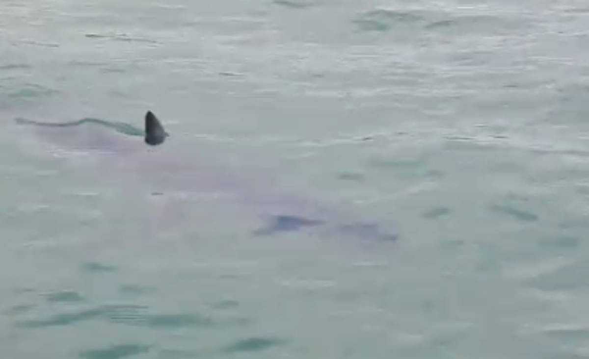 VÍDEO: Tubarão mais rápido do mundo é visto no mar da Baía da Ilha Grande, em Paraty