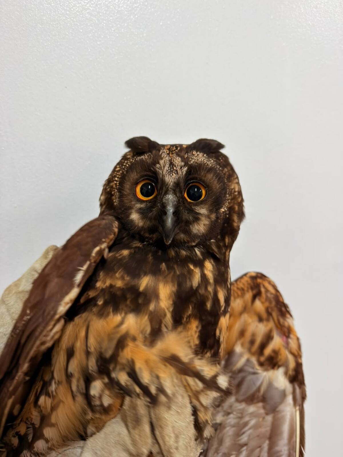 Coruja Mocho Diabo é devolvida à natureza após ser resgatada em Volta Redonda
