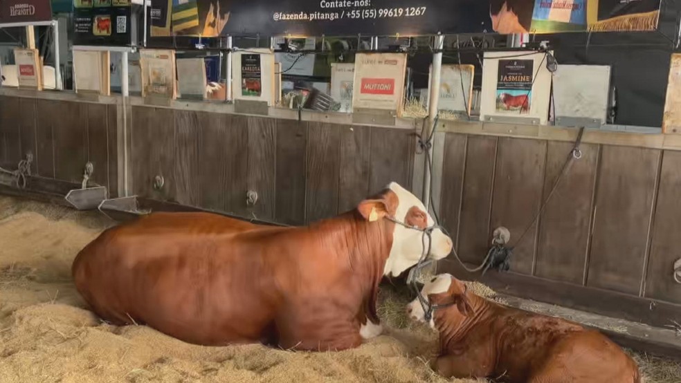 Destaque na Expointer, vaca atinge avalia&ccedil;&atilde;o recorde de R$ 567 mil &mdash; Foto: Reprodu&ccedil;&atilde;o/RBS TV