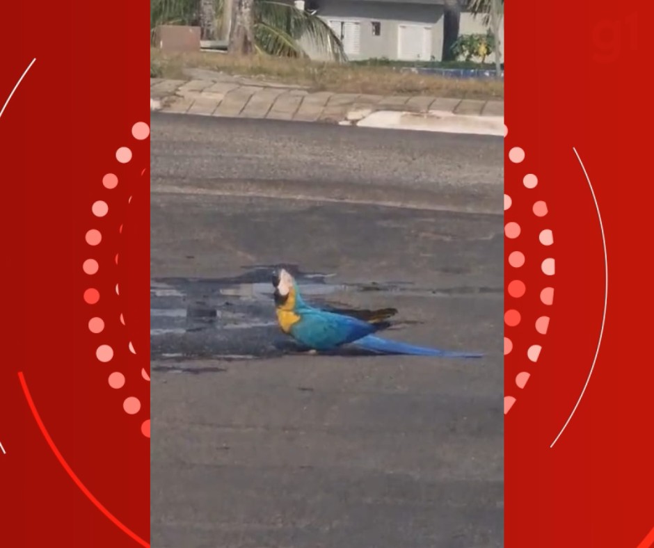 VÍDEO: arara-canindé é vista bebendo água na rua em meio ao calorão em MT